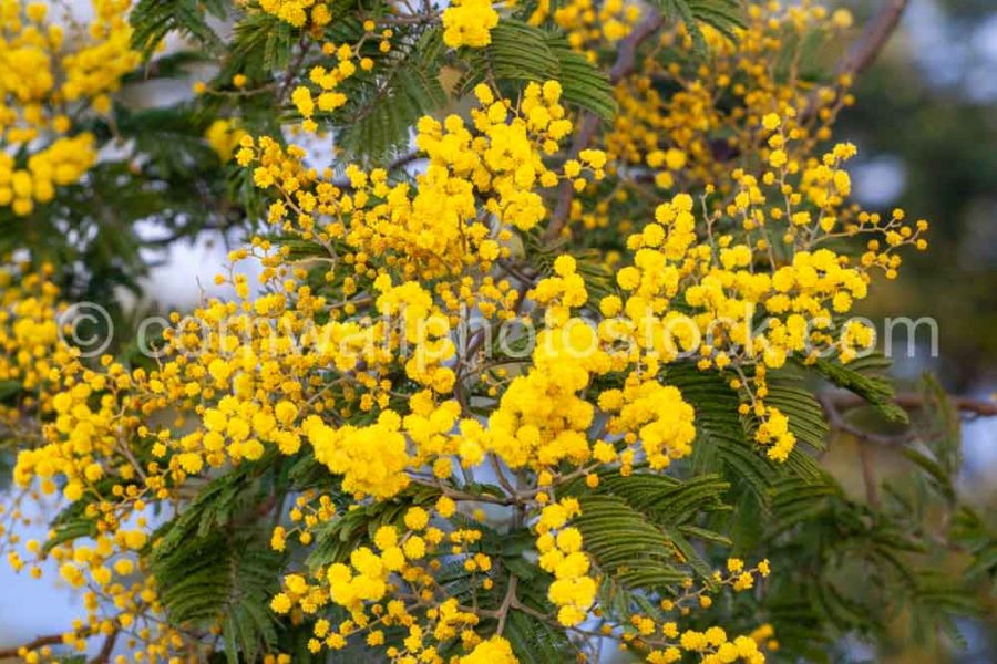 Mimosa Flowers And Leaves Close-Up